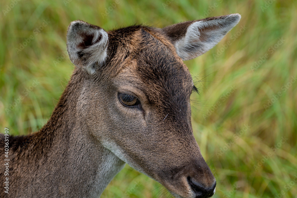 white deer white deer