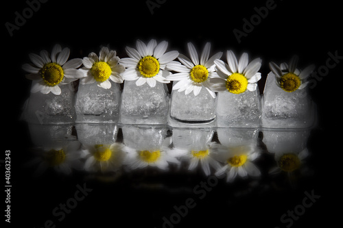 Daisies in a row over ice cubes