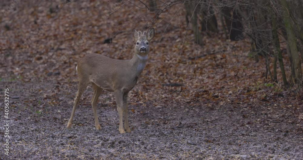 deer in a natural environment near a forest on a cloudy day deer in a natural environment near a forest on a cloudy day