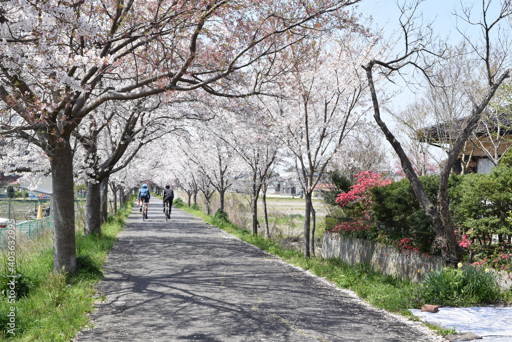 Cycling road at Tsukuba City, Ibaraki Prefecture, Japan