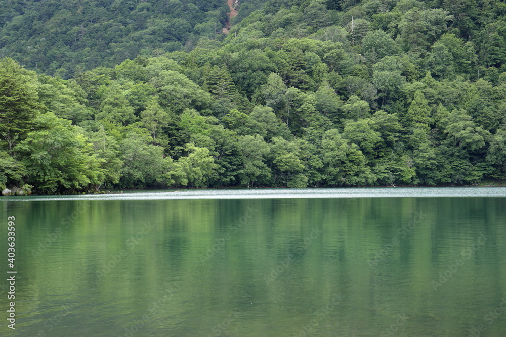 Obraz premium 森と湖の風景