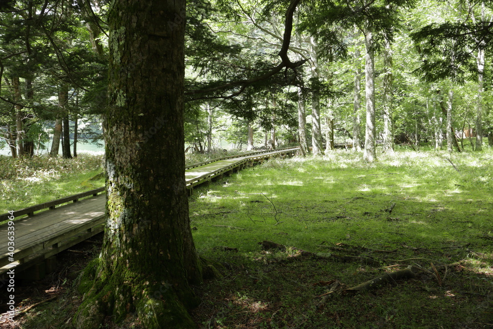 Naklejka premium 森の中の散歩道