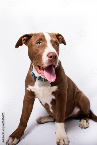 EL MEJOR AMIGO DEL HOMBRE