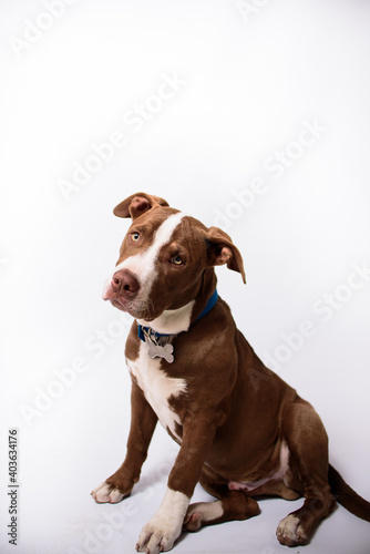 AMIGOS DE CUATRO PATAS