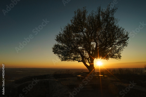 Silhouette eines Baums auf der Löwenburg mit Blick Richtung Eifel 