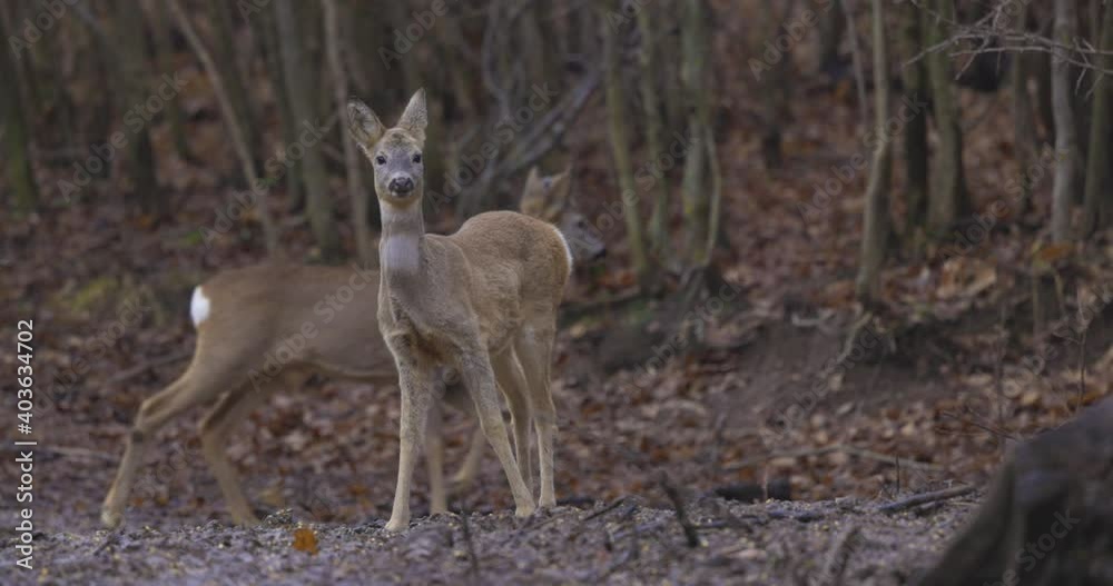 deer in a natural environment near a forest on a cloudy day deer in a natural environment near a forest on a cloudy day