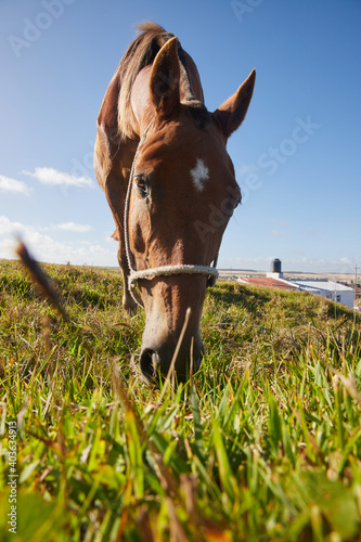 Caballo color marrón comiendo pasto con cielo celeste, en zona costera de Cabo Polonio en Rocha Uruguay. Foto contrapicada. photo