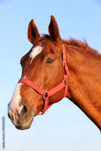 Head shot portrait of a thoroughbred stallion at sunset on meadow