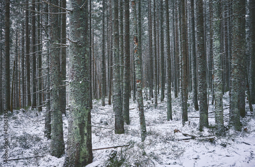 Forest in snowy winter, color toned picture.