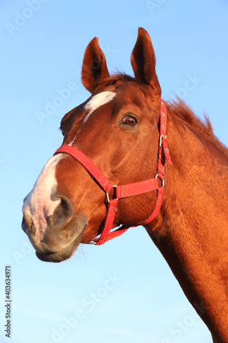 Head shot portrait of a thoroughbred stallion at sunset on meadow