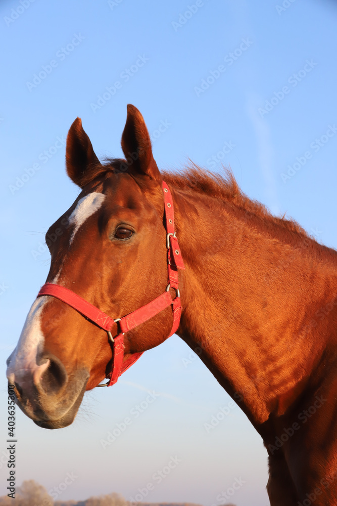Head shot portrait of a thoroughbred stallion at sunset on meadow