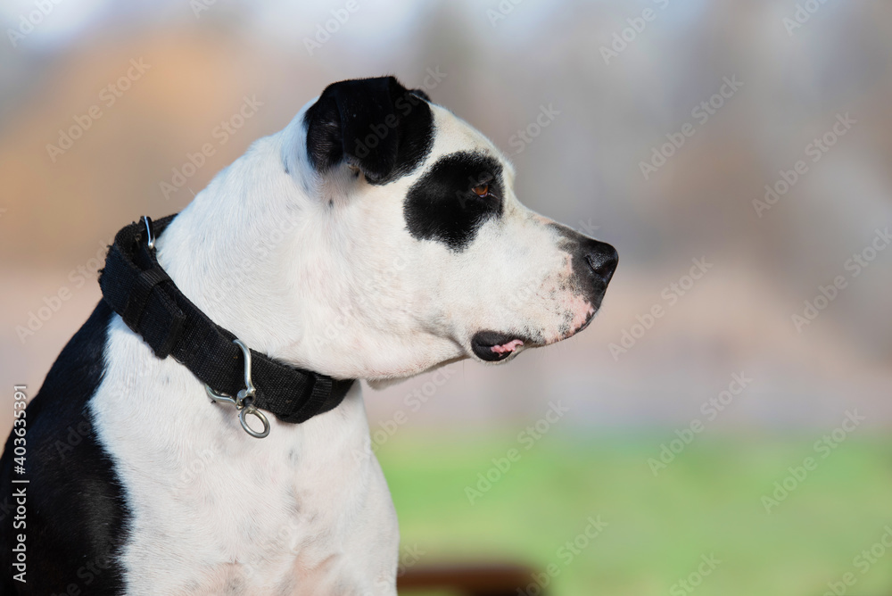 Portrait of a beautiful pitbull dog