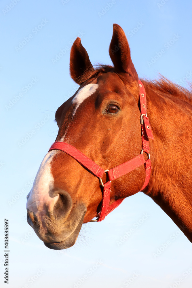 Obraz premium Close up of a beautiful anglo-arabian stallion against blue sky summertime at sunset