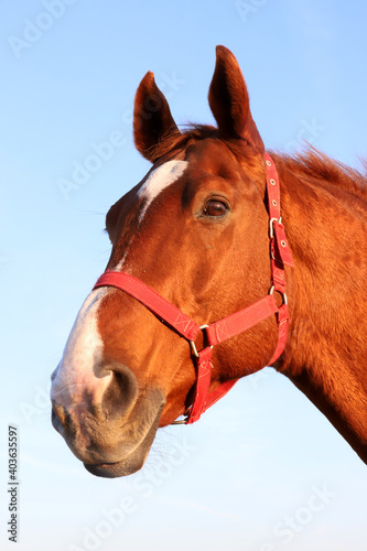 Close up of a beautiful anglo-arabian stallion against blue sky summertime at sunset © acceptfoto