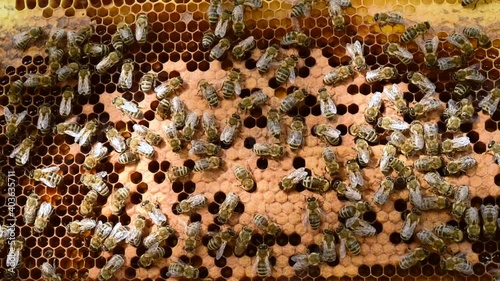 Bees climbing on the comb full of bee brood