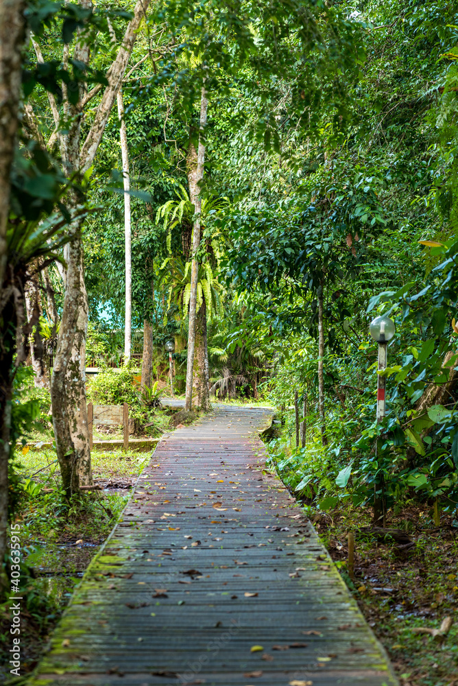 Wooden boardwalks crisscross the Bako National Park headquarters, connecting the accommodations and serving as an educational trail for the local flora and fauna Wooden boardwalks crisscross the Bako National Park headquarters, connecting the accommodations and serving as an educational trail for the local flora and fauna