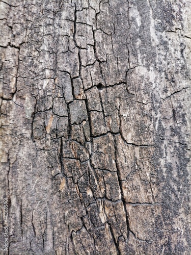 Surface of an old tree