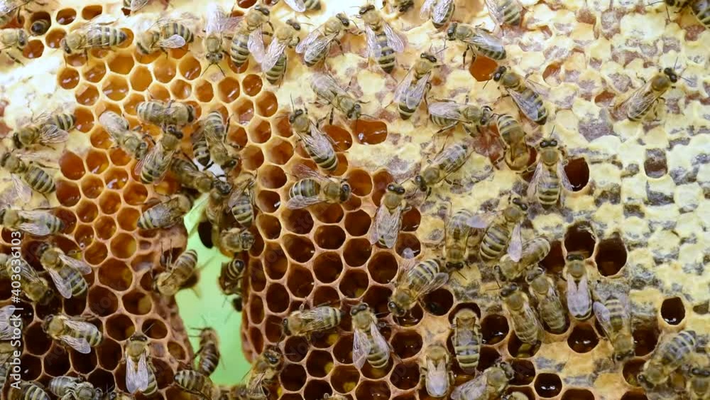 Bees on the honeycomb full of liquid honey and nectar Bees on the honeycomb full of liquid honey and nectar