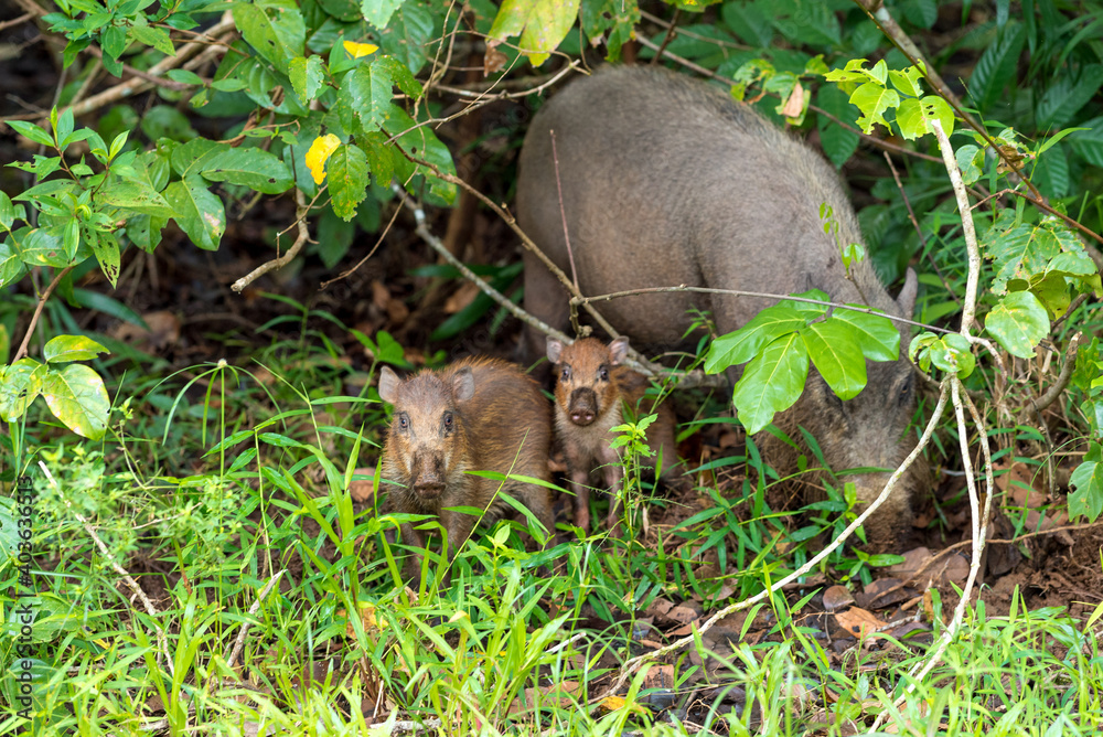 Borneo bearded pig wild sow with its piglet where are free living and free roaming near the headquarter of the Bako National Park on Borneo. The camp is fascinating place to spot wild animals Borneo bearded pig wild sow with its piglet where are free living and free roaming near the headquarter of the Bako National Park on Borneo. The camp is fascinating place to spot wild animals