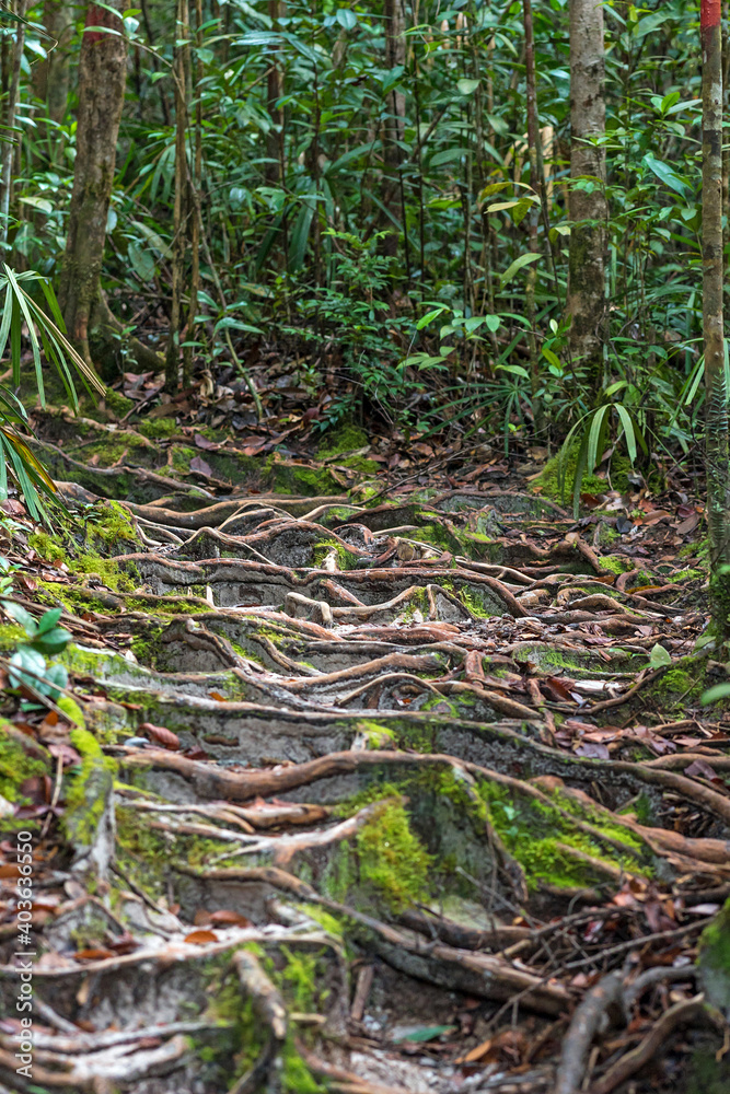 The Tajor trail inside the Baku National Park is a two and half hour walk, crosses different vegetation zones and leads to the bay and beach of Teluk Tajor in the northern part of the peninsula The Tajor trail inside the Baku National Park is a two and half hour walk, crosses different vegetation zones and leads to the bay and beach of Teluk Tajor in the northern part of the peninsula