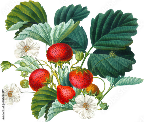 Antique bouquet arrangement with red strawberry, white blossoms and green leaves