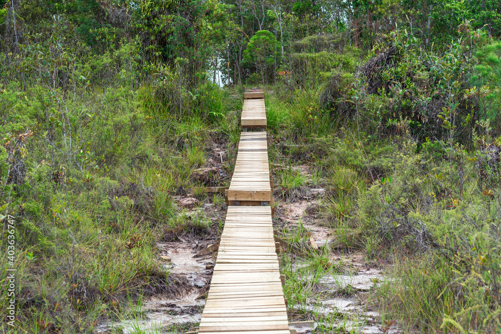 The Tajor trail inside the Baku National Park is a two and half hour walk, crosses different vegetation zones and leads to the bay and beach of Teluk Tajor in the northern part of the peninsula The Tajor trail inside the Baku National Park is a two and half hour walk, crosses different vegetation zones and leads to the bay and beach of Teluk Tajor in the northern part of the peninsula