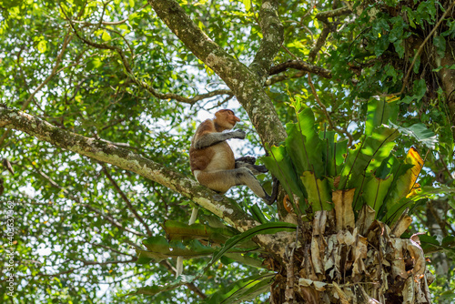 Long-nosed monkey in a tree in the Bako National Park, which is home to approximately 150 endangered proboscis monkeys which are endemic to Borneo
