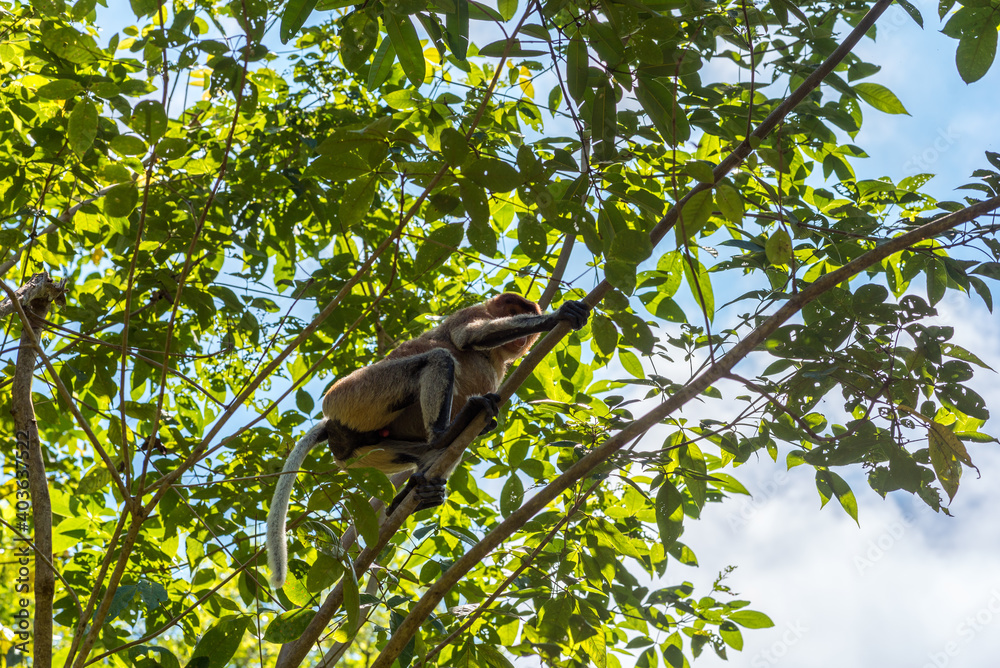 Fototapeta premium Long-nosed monkey in a tree in the Bako National Park, which is home to approximately 150 endangered proboscis monkeys which are endemic to Borneo