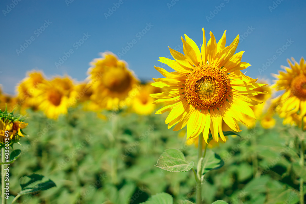The field of blooming sunflowers on a sky blue background. The field of blooming sunflowers on a sky blue background.