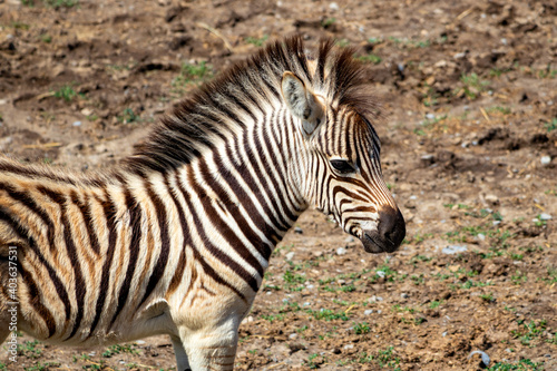 A baby zebra that was running around and playing around its mother.