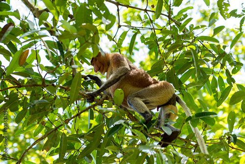 Long-nosed monkey in a tree in the Bako National Park, which is home to approximately 150 endangered proboscis monkeys which are endemic to Borneo © ksl