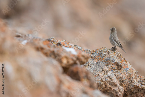 Great Rosefinch, Carpodacus rubicilla photo