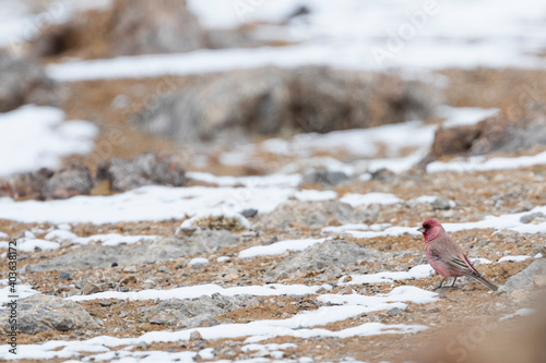 Great Rosefinch, Carpodacus rubicilla photo