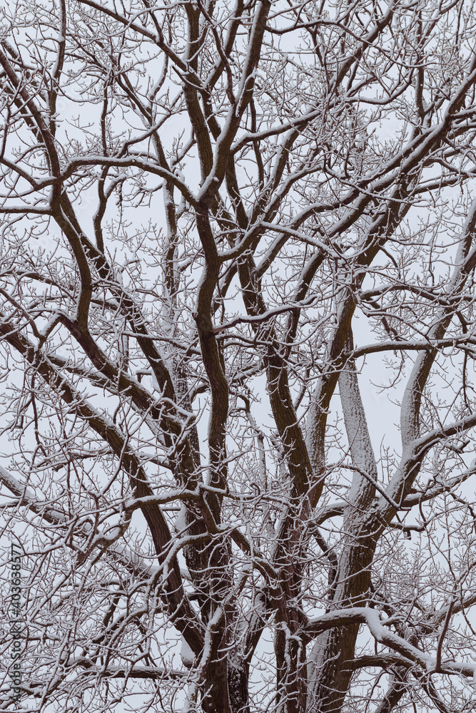 Closeup of bare oak tree with snow on the Illinois prairie