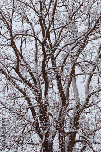 Closeup of bare oak tree with snow on the Illinois prairie © gnagel