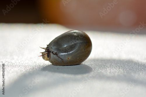 Big soaked tick - with leaking liquid photo