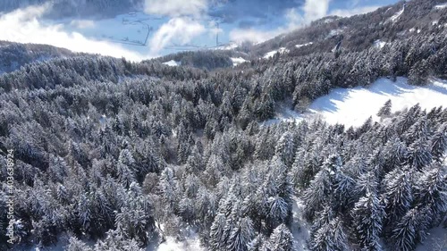 Picturesque alpine landscape with coniferous forest growing on snowy mountain slope