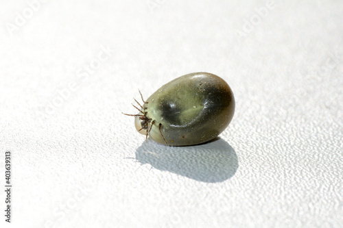 Soaked tick - with leaking liquid photo