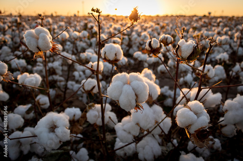 cotton field with sunset photo