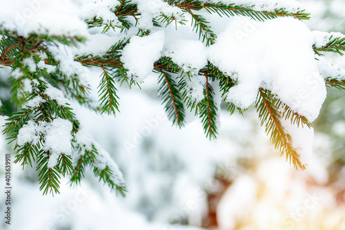 White snow lies on the branches of a Christmas tree. Photo for greeting cards. Christmas mood.
