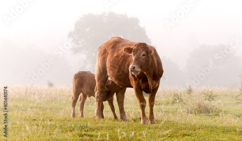 limousin cow with drinking calf on a foggy morning photo