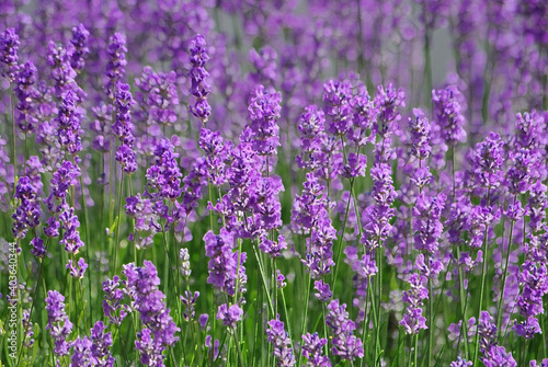beautiful purple lavender