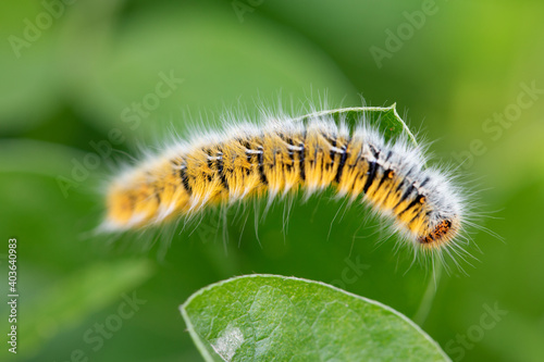 oak eggar catterpillar eating plant. close up yellow catterpillar. details in nature. nature background