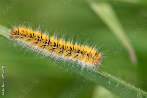 oak eggar catterpillar eating plant. close up yellow catterpillar. details in nature. nature background