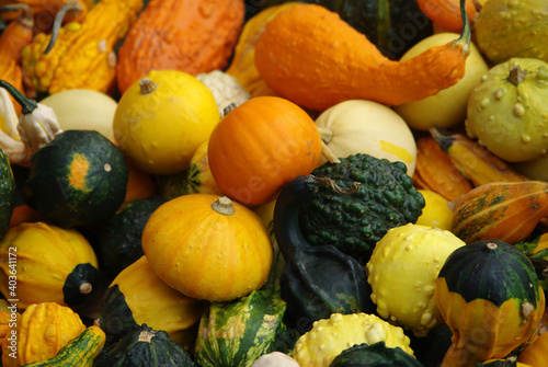 a variety of decorative pumpkins