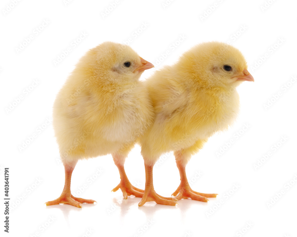 Yellow little chickens.