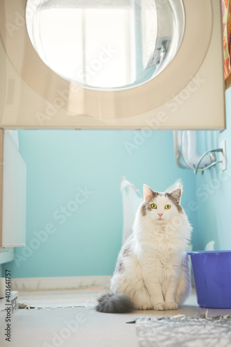 家の洗面所の中に座っている白猫