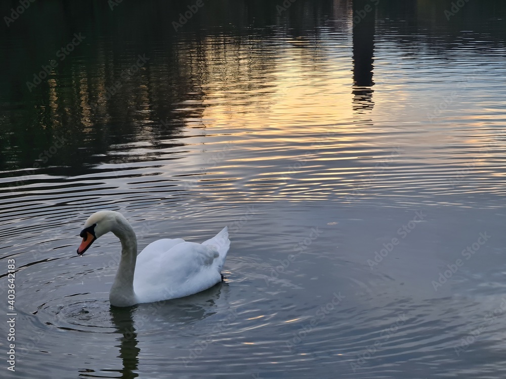 Fototapeta premium swan on the lake