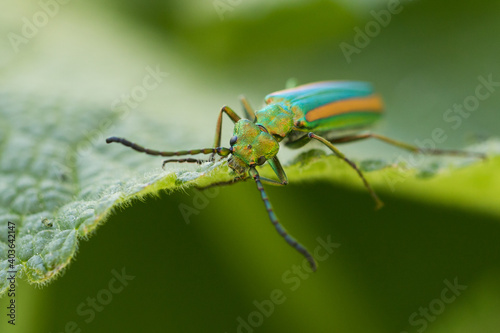 Spanish Fly, Lytta vesicatoria togata