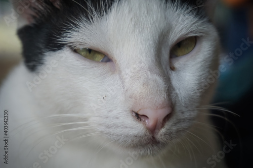 Schilderij op canvas Cat with a funny face in the park